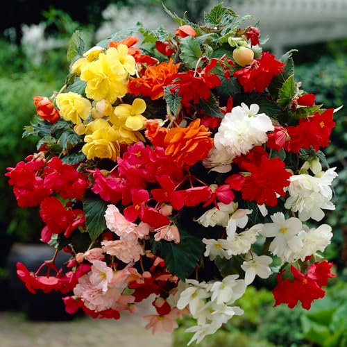 Begonia Trailing Plants Outdoor Garden Ready Mix - Trailing Begonias for Hanging Baskets - Garden Plants for Shade - Flowering Potted Plant for Pots and Containers (10cm Pot, Pack of 6)