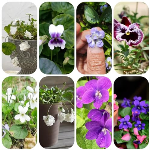 Duftveilchen samen - Duftveilchen samen winterhart blumendeko winterharte stauden - Seltene pflanzen - exotische samen zimmerpflanze pflanzensamen pflanztopf pflanzen garten 50pcs