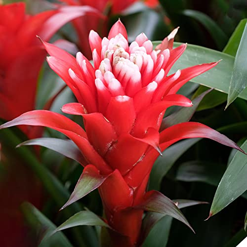 Bromélia Guzmania Hope | Plante d'intérieur à fleurs exotiques et feuilles persistantes | Plante d'intérieur pour la maison, le bureau ou la cuisine (40-50 cm pot inclus)