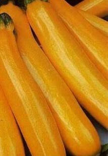 10 graines de courgette Gold Rush F1