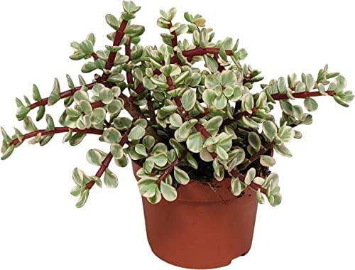 DECOALIVE Planta Suculenta Portulacaria Afra Variegata