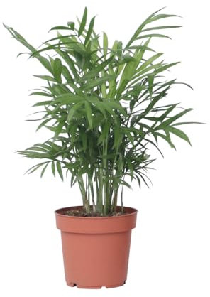 Plant in a Box - Palmier de salon - Chamaedorea elegans - Hauteur 30-40cm - Pot 12cm - Plante d’intérieur - Vert