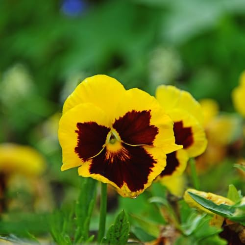 semi di viola del pensiero giardino balcone d'appartamento esotiche decorazioni per esterni interno con 350pcs