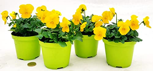 POWERS TO FLOWERS - VIOLE DEL PENSIERO, VIOLA A FIORE PICCOLO GIALLO 4 PIANTE, Vaso 10,5cm diametro, piante vere