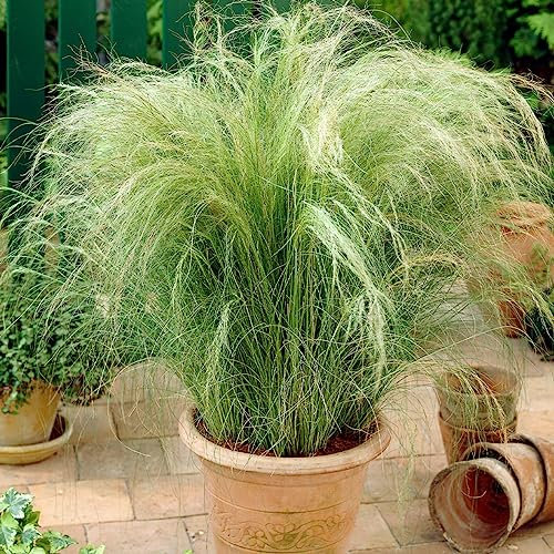 3X Garden Ornamental Grasses, Stipa tenuissima Ponytails Grass, Hardy Outdoor Garden Plants