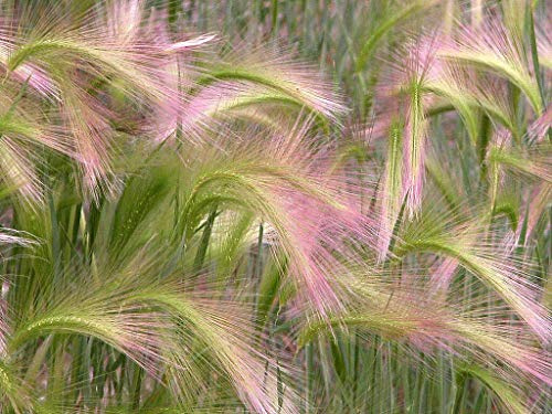 ornamentale scoiattolo erba Semi 25Pcs :Seeds only