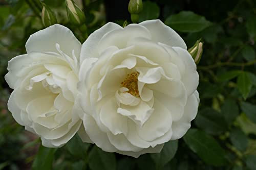 Rose Plants, Floribunda 'Margaret Merrill', 1 x Full Plant in 5L Pot, White Rose, Fragrant, Garden Flowers, Roses, Premium Quality Roses