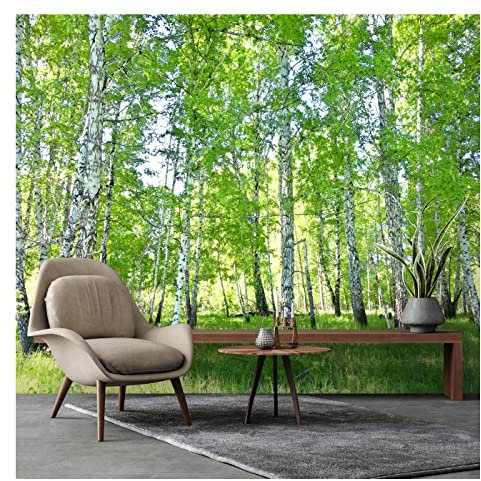Fototapete Birkenwald Wald Sonne Bäume Gräser Landschaft 350x245 cm Fototapeten Wohnzimmer Schlafzimmer Motivtapeten Vlies Tapete UV-Beständig Inklusive Kleister Montagefertig