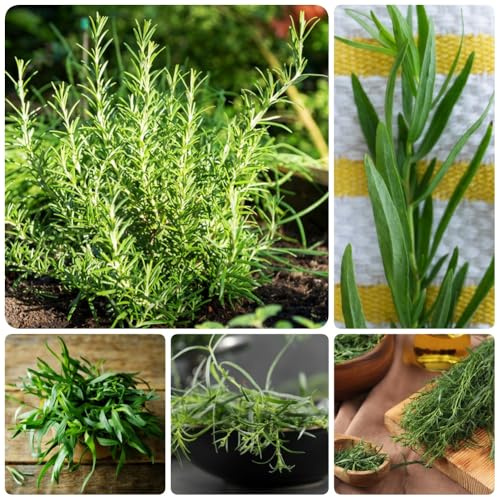Semillas de estragón, semillas de productos sostenibles semillas de medicinales jardín 100pcs