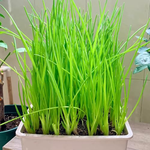 semi di cipollina resistente - decorative biologiche invernali giardino esterno 350pcs