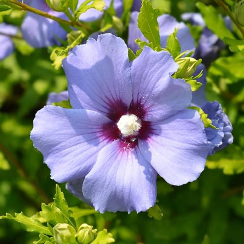 GreenboutiQ - Arbustes - Hibiscus syriacus Oiseau Blue - Fleurs Bleues - 1 Plante - Feuilles Caduques - Peu d'Entretien - Pot 17cm Hauteur 45cm