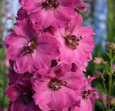 Seed Confezione Rosa Punch Delphinium