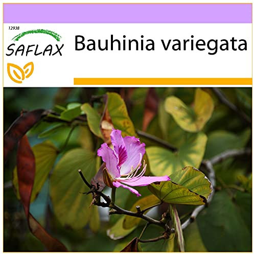 SAFLAX - Arbre à orchidées - 8 graines - Bauhinia variegata