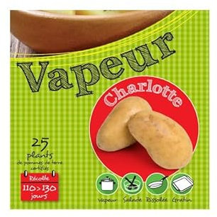 Charlotte 25 Plants de pomme de terre