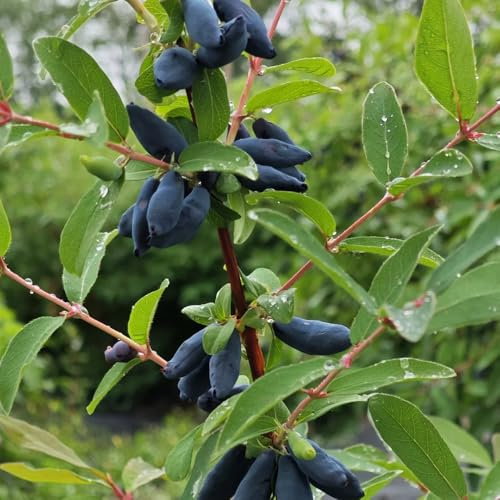 semi di mirtillo siberiano honeyberry - aiuole rialzate giardino balcone 150pcs