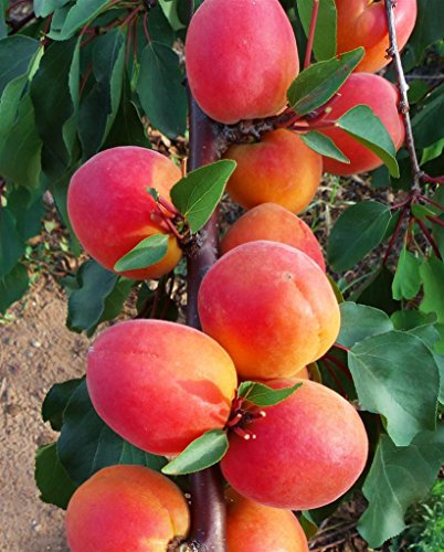 Pianta da frutto ALBERO SIMILE DI ALBICOCCO-PRUNUS ARMENIACA- LUSSO DI MAGGIO A POLPA DOLCE A RADICE NUDA - 1 METRO pianta vera