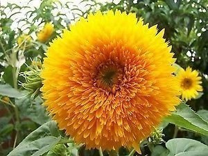 Vistaric Oso de peluche girasol - Oso de peluche girasol - 20 semillas