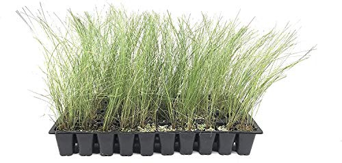 Pink Muhly Grass - 10 Live Plants - Muhlenbergia Capillaris - Hairawn Muhly - Beautiful Blooming Low Maintenance Ornamental Foliage