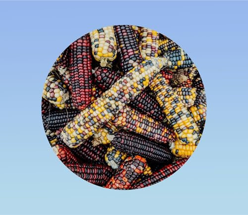 40 Graines de Maïs Multicolore - Spectacle Visuel et Savoureux pour votre Jardin - popcorn