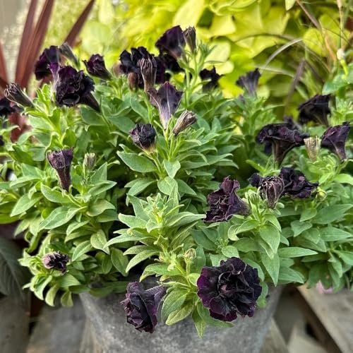 semillas de petunia - Decoración estar jardín perennes resistentes 350pcs