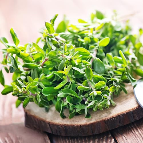 Semi di maggiorana - in vaso giardino per la cucina da appartamento esotiche decorazione del giardino da roccioso copertura del terreno balcone 300pcs