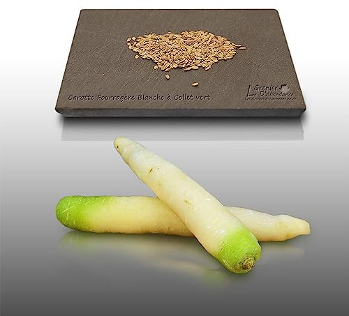 500 graines à semer - Le Grenier d'Abondance - CAROTTE Blanche à Collet Vert - Daucus Carota