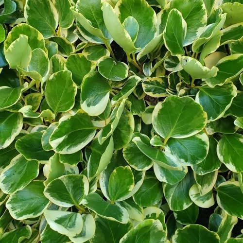 Plant Theory Variegata New Zealand Privet Griselinia Littoralis Shrub Plant 2L Pot