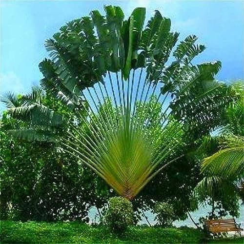 PERZOE 100 Stück Ravenala Madagascariensis-Samen, mehrjährige Pflanze, Garten, Hof, Dachdekoration Ravenala Madagascariensis-Samen 100pcs