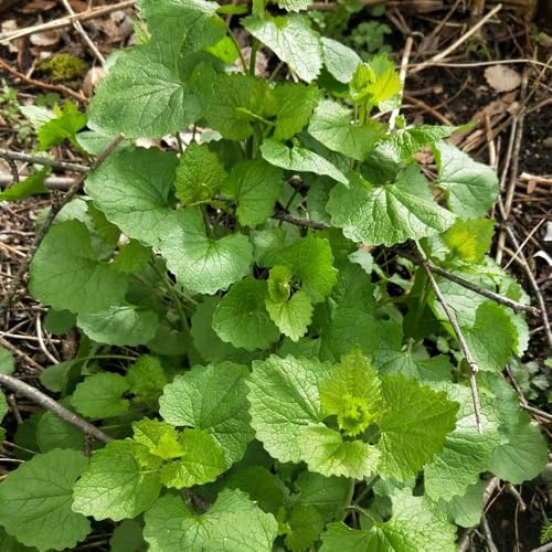 Semillas de mostaza y ajo - Alliaria petiolata - silvestres jardín del balcón Las perennes resistentes. 80pcs