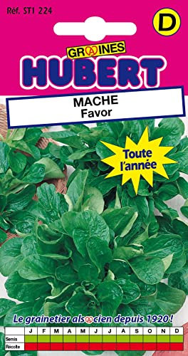 Graines de Mâche Favor - 3 grammes