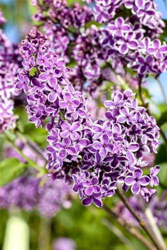 Syringa vulgaris 'Sensation' 60–80 cm – Winterhart, Mehrjährig, Pflegeleicht – Flieder – Heckenpflanze für Garten & Sichtschutz