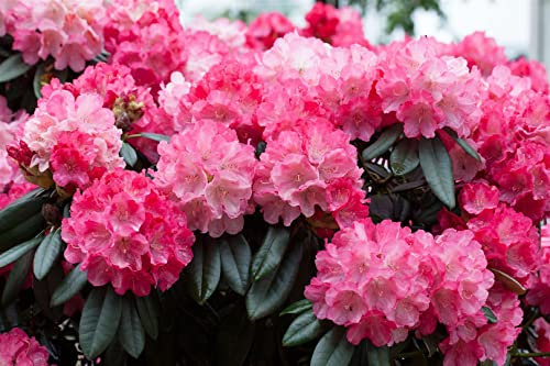 Rhododendron yakushimanum 'Fantastica' 30-40 cm - Rhododendron, rosa-rote Blüten, Blütezeit Mai-Juni, ideal für Halbschatten, immergrün, winterhart