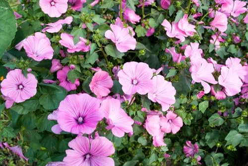 1000 Samen Bechermalve Lavatera trimestris Garten Balkon Blumen Malve Pappelrose