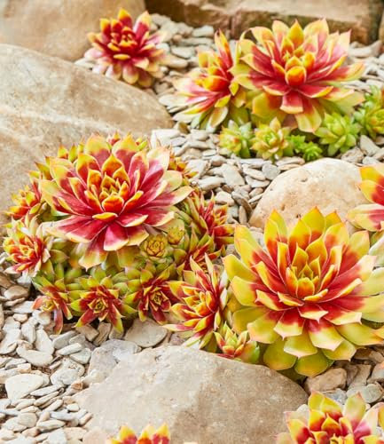 BALDUR Garten Sempervivum 'Gold Nugget®',2 Pflanzen, winterharte, immergrüne, farbintensive Staude, Blickfang im Beet & Kübel, pflegeleicht, trockenheitsverträglich, mehrjährig