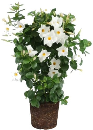 Dipladenia o Jazmín de Argentina Blanca Natural Planta Tapizante de Exterior
