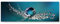 Paul Sinus Art Leinwandbilder | Bilder Leinwand 120x40cm Wassertropfen auf einer Pusteblume