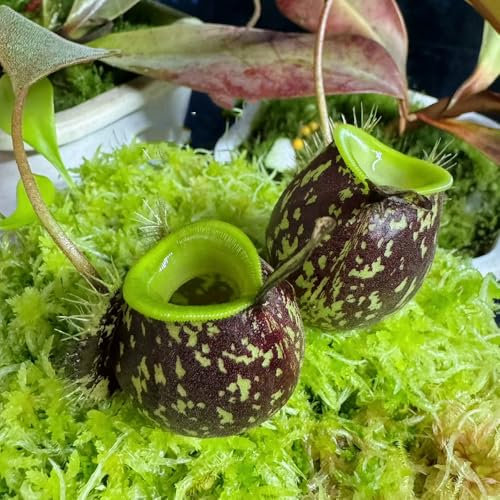 50 Pcs Nepenthes Kannenpflanze Samen - Bodendecker Winterhart Mehrjährig Fleischfressende Pflanzen Samen, Garten Geschenke Für Frauen Exotische Pflanzen Winterhart Kletterpflanzen