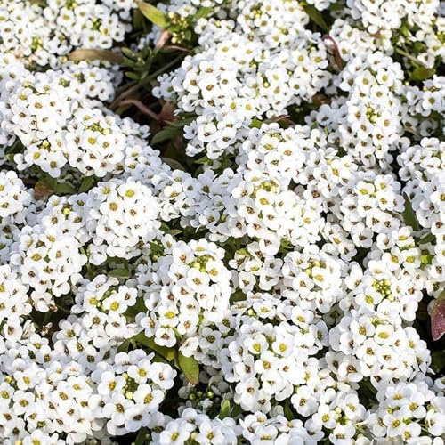 Plus de 20 000 thym rampant blanc – Couvre-sol vivace, respectueux des abeilles et facile à cultiver, idéal pour les jardins et les rocailles