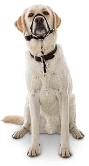 EveryYay by Petco Head of The Class Head Halter for Dogs Medium