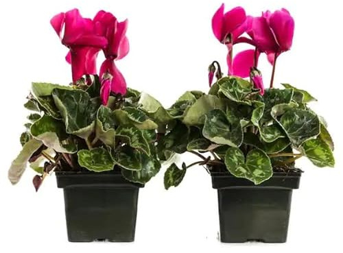 Violeta de Persia Pack de 2 Unidades Plantas Vivas