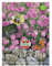 Malven (Moschus Malven) SPERLING`s Rosa, robuste heimische Wildblume, lang anhaltender Blütenflor