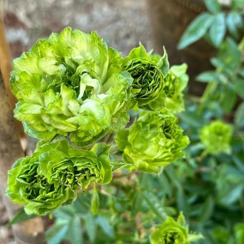 rosal, variedades orgánicas tradicionales resistentes pleno sol. de balcón decoración de sala estar Parterres elevados el jardín jardín rocas 900semillas