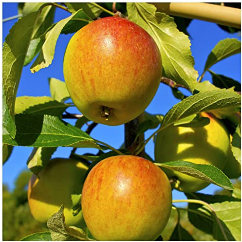 Cox's Orange Pippin Apple Tree 4-5ft Ready to Fruit, Classic English Apple 3fatpigs®