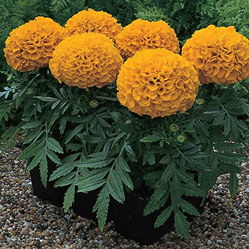African Marigold Flower Garden Seeds - Antigua Series F1 - Orange - 100 Seeds - Annual Flower Gardening Seed - Tagetes erecta
