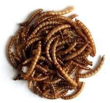 12,5 kg gryning chORUS EXTRA STOR TORKADE MEALWORMS FÖR VILDA FÅglar
