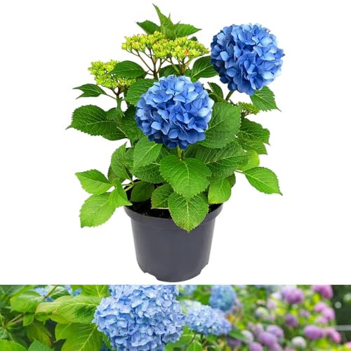 Carbeth Plants Hydrangea Macrophylla Plant Blue - 5 Liter Pot - Hydrangea Plants Outdoor Garden Ready to Plant - 50-60cm Hydrangeas Potted Shrubs