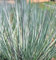 Erba ornamentale Seed - Andropogon scoparius Prairie Blues semi:Seeds Only