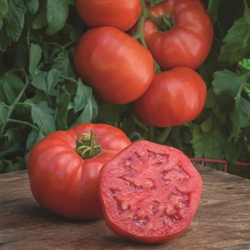 Pretty Wild Seeds - Tomato Burlesque F1 Seeds Beefsteak Type Blight Resistant