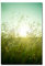120x60cm - Fotodruck auf Leinwand und Rahmen Gräser Wiese Sonnenuntergang Sommer - Leinwandbild auf Keilrahmen modern stilvoll - Bilder und Dekoration