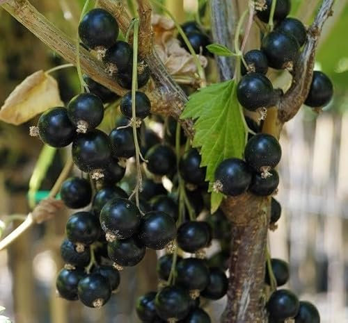 Schwarze Johannisbeere `Ben Lomond´, Busch, 40-60cm im 3,5L-Topf